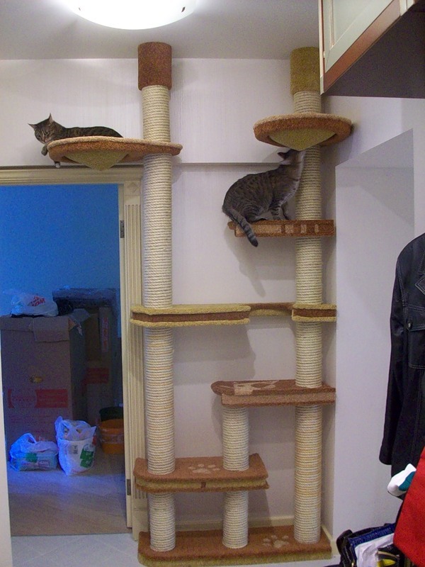 Кот кошка на балконе в вашем доме.фото. идеи.